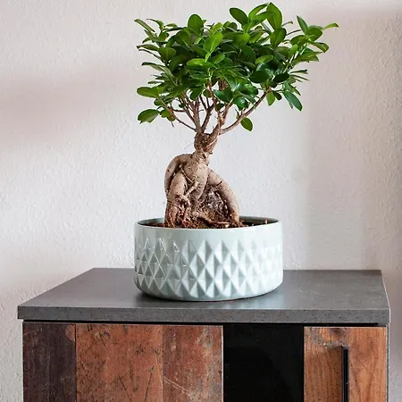 Von Schivelbusch Markkleeberg